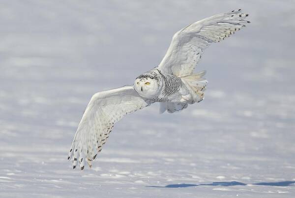 Snowy Owl Poster featuring the photograph Flight of the Snowy by Daniel Behm