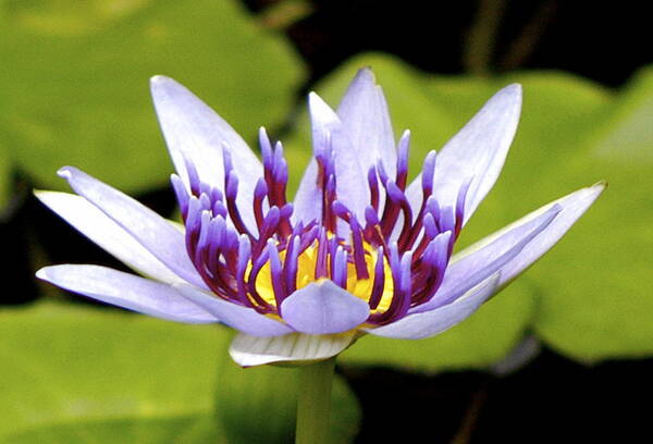 Hawaii Poster featuring the photograph Floating purple waterlily by Lehua Pekelo-Stearns