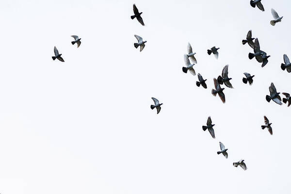 Art Poster featuring the photograph Flock Of Pigeons by Mustafagull