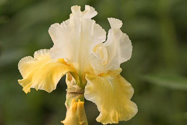 Iris Poster featuring the photograph Floral Sunshine by Theo OConnor