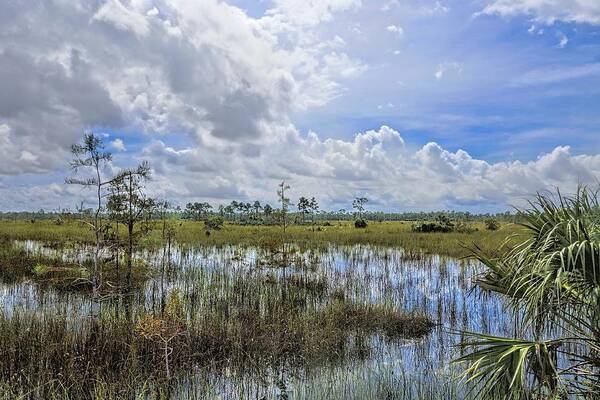 Everglades Poster featuring the photograph Florida Everglades 0173 by Rudy Umans