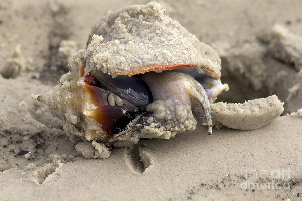 Fighting Conch Poster featuring the photograph Florida Fighting Conch by Meg Rousher