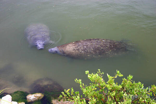 Manatee Poster featuring the photograph Florida Manatee Pair by Ules Barnwell