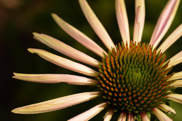 Echinacea Poster featuring the photograph Flower Rays by Wanda Brandon