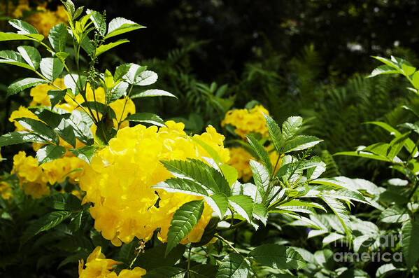 Yellow Poster featuring the photograph Flower - Austin Botanical Gardens - Luther Fine Art by Luther Fine Art
