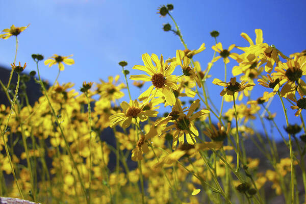 Desert Sunflowers Poster featuring the photograph Flowering Sunshine by James Knight