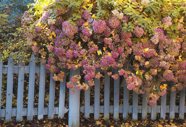 Autumn Flowers Poster featuring the photograph Flowers and Fence by Tom Singleton