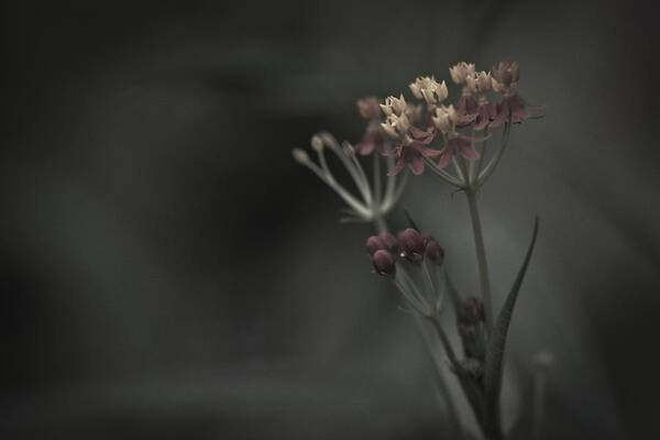 Flowers Poster featuring the photograph Flowers At Dusk by Bradley R Youngberg