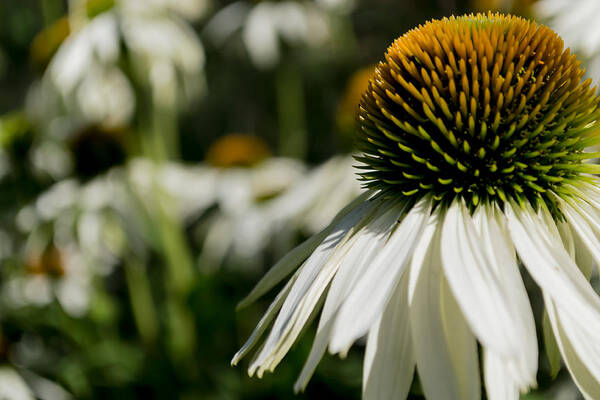 Medicine Poster featuring the photograph Flowers - Echinacea White Swan by Scott Lyons