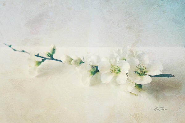 Blossom Poster featuring the photograph flowers Pale Spring Blossom by Ann Powell