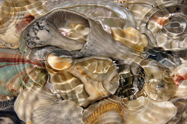 Shells Poster featuring the photograph Fluidity in Light by Leda Robertson