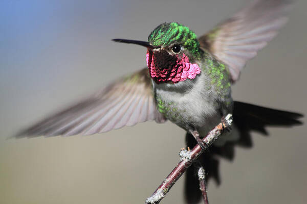 Ruby Throated Hummingbird Poster featuring the photograph Fluttering #1 by Shane Bechler