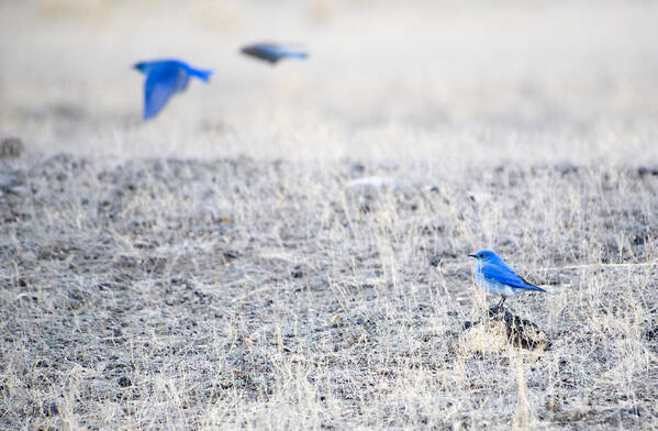 Mountain Bluebirds Poster featuring the photograph Fly By by Deby Dixon