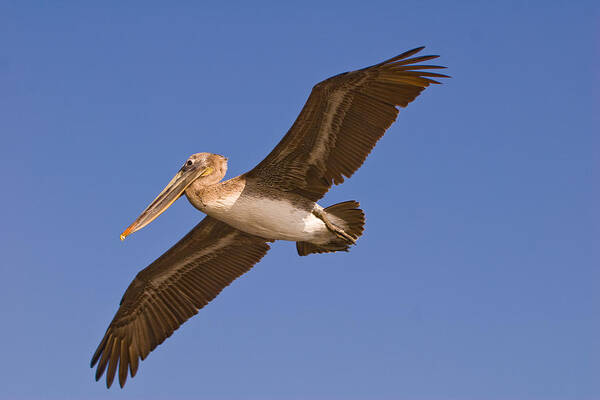 Pelican Poster featuring the photograph Flying High by Paul Johnson