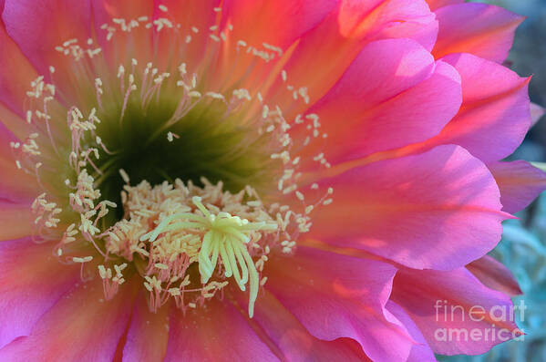 Pink Cactus Flower Poster featuring the photograph Flying Saucer II by Tamara Becker