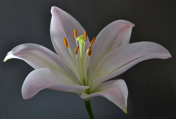 Lily Poster featuring the photograph Focus On Lily. by Terence Davis