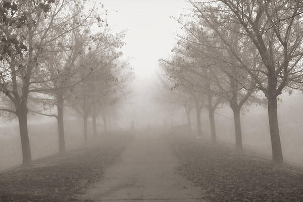 Autumn Poster featuring the photograph Fog Monochrome by Kathy Bassett
