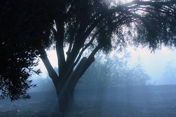 Trees Poster featuring the photograph Foggy Dawn by Marcia Breznay