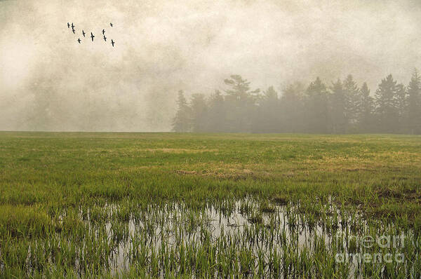 Maine Poster featuring the photograph Foggy Flying by Karin Pinkham