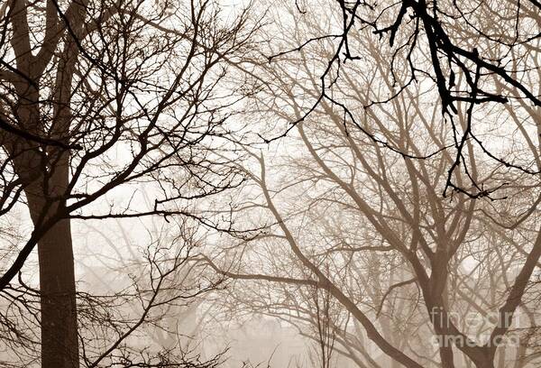 Tree Poster featuring the photograph Foggy Winter Afternoon in Sepia by Sarah Loft