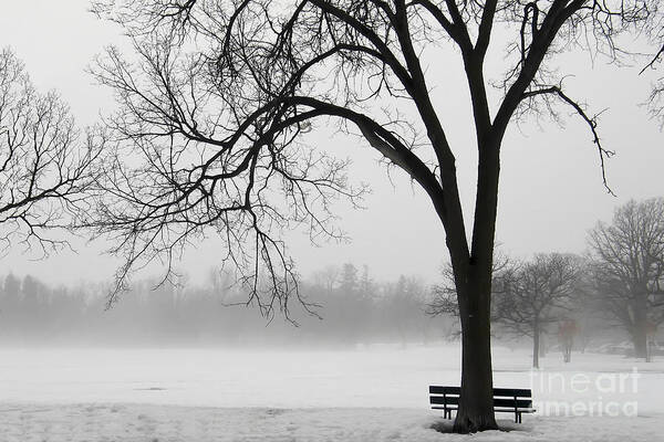 Winter Poster featuring the photograph Foggy Winter Morning by Teresa Zieba