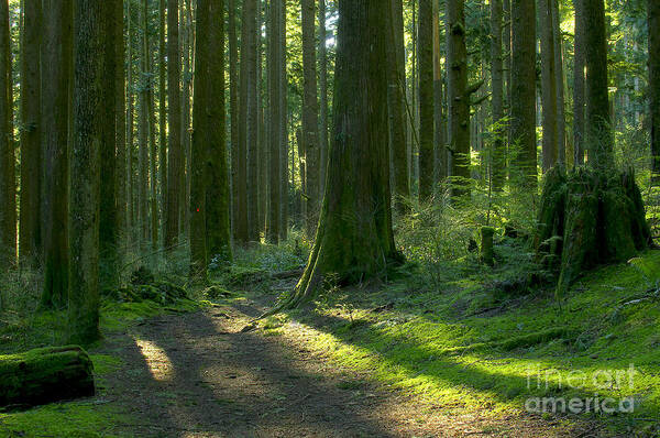 Trees Poster featuring the photograph Follow the Red Marker by Sharon Talson