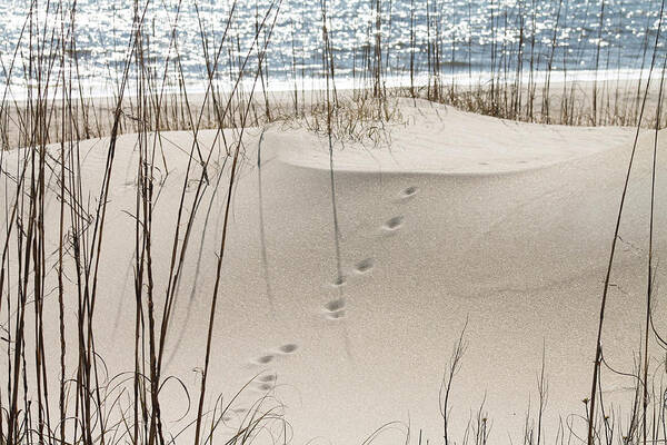 Beach Poster featuring the photograph Footprints in the sand by Jessica Brown