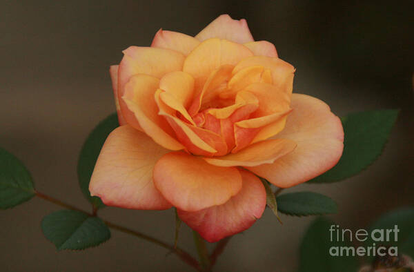 Rose Poster featuring the photograph For You... by Melissa Mim Rieman