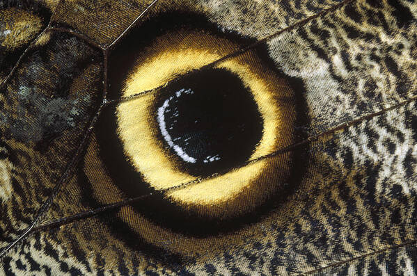 Feb0514 Poster featuring the photograph Forest Giant-owl Butterfly Wing by Konrad Wothe