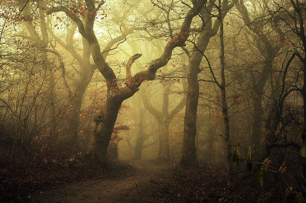 Landscape Poster featuring the photograph Forest by Leif L?ndal