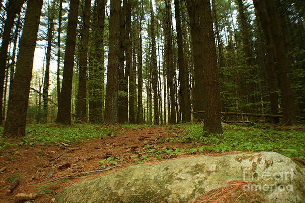 Forest Poster featuring the photograph Forest Floor by Neal Eslinger