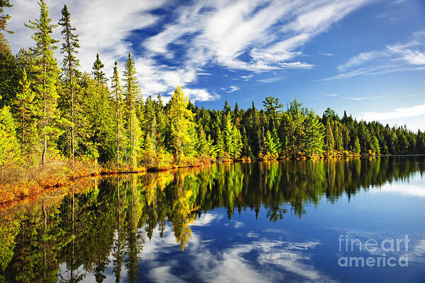 Lake Poster featuring the photograph Forest reflecting in lake by Elena Elisseeva