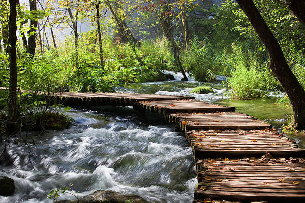 Water Poster featuring the photograph Forest Stream Scenery by Artur Bogacki