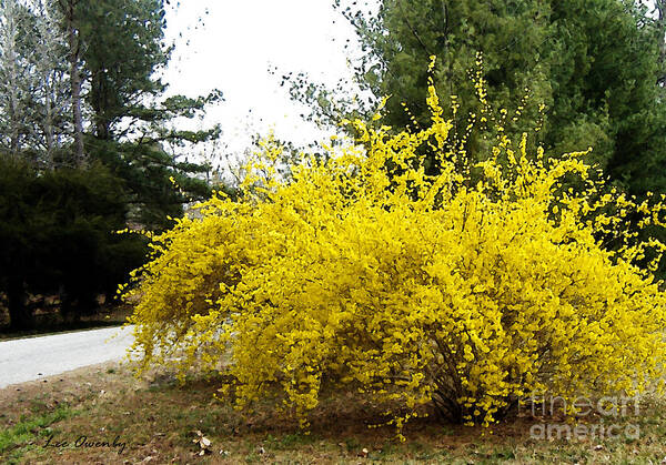Forsythia Poster featuring the photograph Forsythia by Lee Owenby