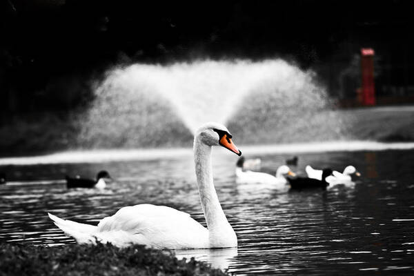 Swan Poster featuring the photograph Fountain Swan by Shane Holsclaw