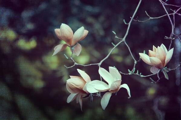 Magnolia Poster featuring the photograph Four Magnolia Flower by Marianna Mills