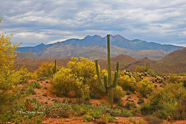 Four Peaks Poster featuring the photograph Four Peaks Palo Verde And Saguaros In The Spring by Tom Janca