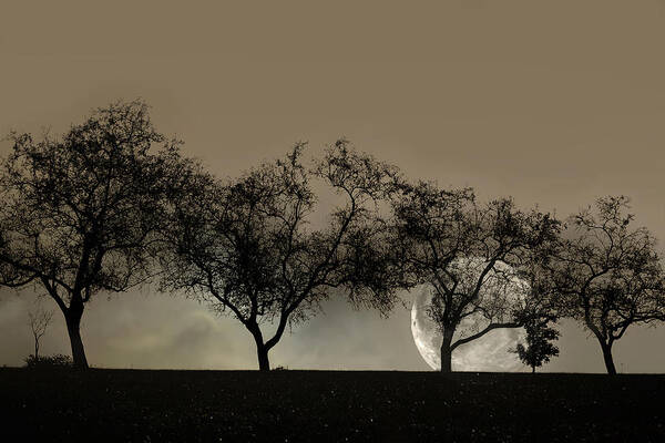 Trees Poster featuring the photograph Four Trees and a Moon by Ann Bridges