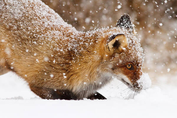 Red Fox Poster featuring the photograph Fox First Snow by Roeselien Raimond