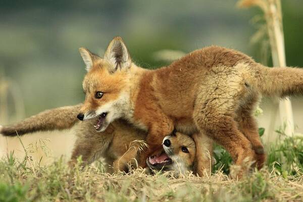 Fox Poster featuring the photograph Fox Kits by Roxie Crouch