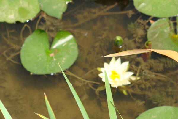 White Waterlily Poster featuring the photograph Fragrant Waterlily by Anthony Seeker