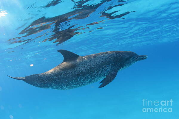 Dolphin Poster featuring the photograph Free by Carey Chen