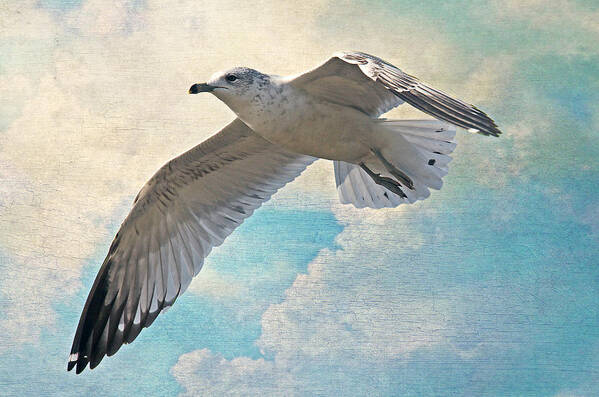 Seagull Poster featuring the photograph Free As A Bird by HH Photography of Florida