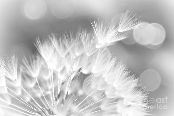 Tags: Softness Of A Dandelion Seed Head Print Photographs Poster featuring the photograph Free by Lila Fisher-Wenzel