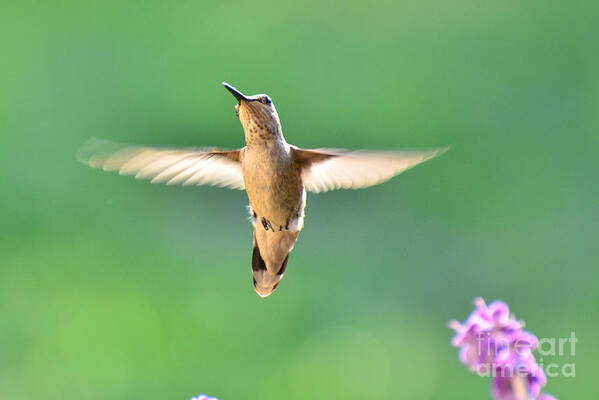 Hummingbird Poster featuring the photograph Free to Dance by Debby Pueschel