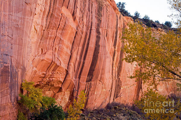 Autumn Poster featuring the photograph Fremont River Cliffs Capitol Reef National Park by Fred Stearns