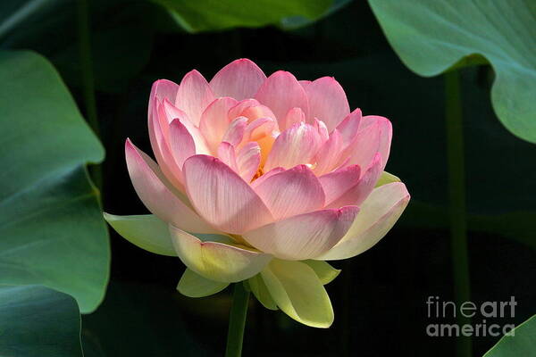 Fresh Bloom Lotus Flower Poster featuring the photograph Fresh Lotus Bloom by Byron Varvarigos