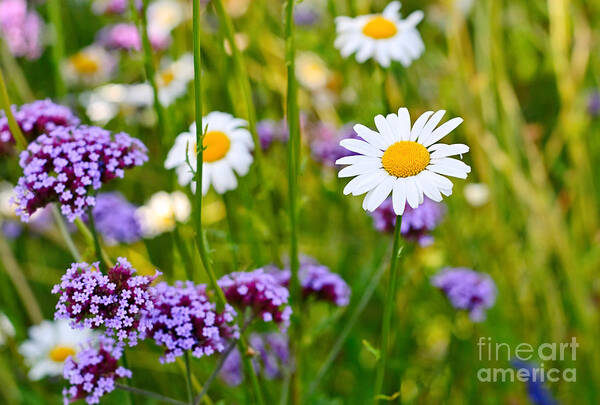 Daisy Poster featuring the photograph Fresh - Pretty daisy Bellis perennis among a field with purple flowers by Jamie Pham