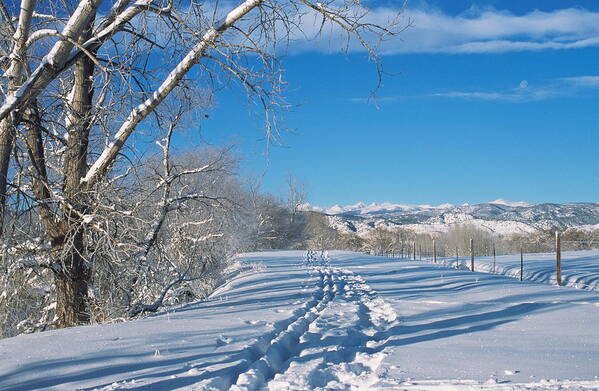 Boulder Poster featuring the photograph Fresh Tracks by Eric Glaser