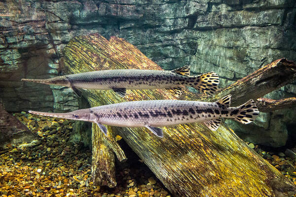 Bill Pevlor Poster featuring the photograph Freshwater Gar by Bill Pevlor
